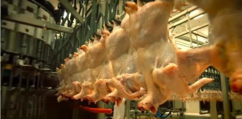 中國暫停美國第二家禽肉加工廠進(jìn)口 行業(yè)疫情危機(jī)與影響分析